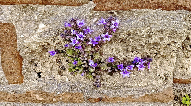 Juancito, de las Ruinas