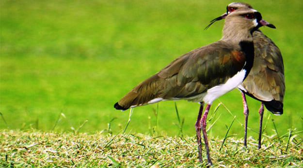 Paradojas y enseñanzas del tero