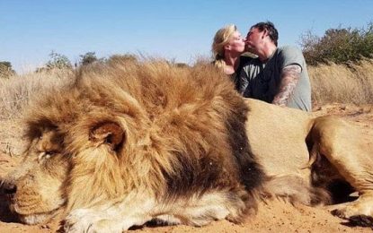 “Asesinato” de un león en África causa repudio internacional