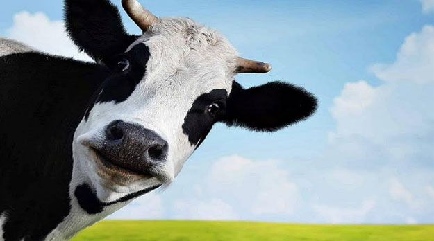 ¿»No comer carne” es una filosofía?