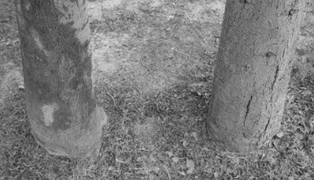 La pandemia pregunta qué es la conexión