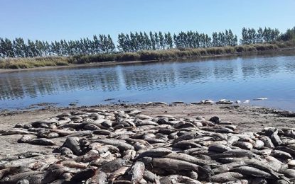 Ley de humedales: Una cuenta pendiente de hace casi 10 años